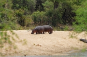 08 - Kruger NP (43)